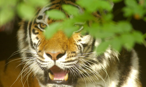 Tijger loert achter gebladerte vandaan