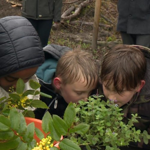 Drie kinderen ruiken in het Zintuigenbos aan bloemen en planten.